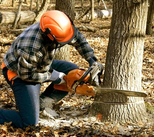 Tree Removal in Randlett, OK